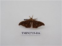 藏品(尺蛾270)的圖片